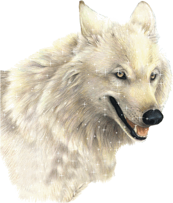 Origine du Loup